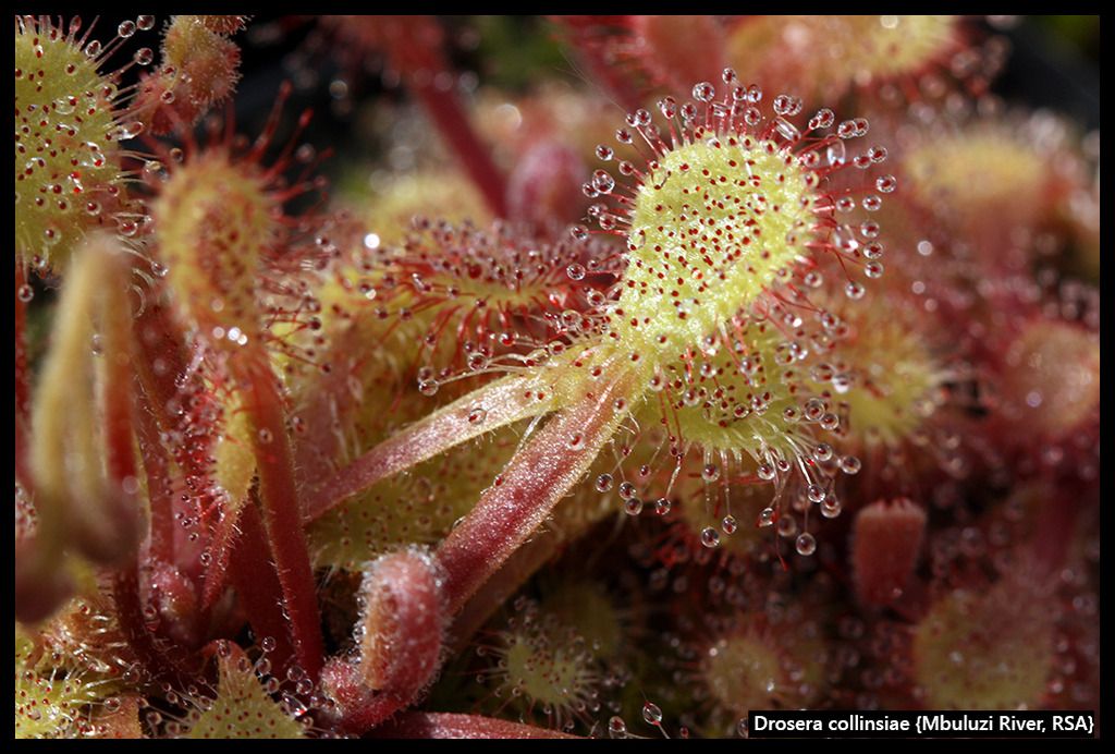 D_collinsiae_MbuluziRiver_zps20477ha8.jp