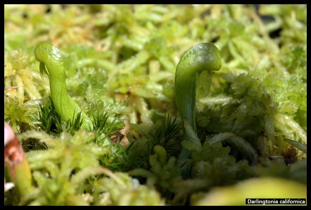 Darlingtonia_zpslwsz5p9c.jpg