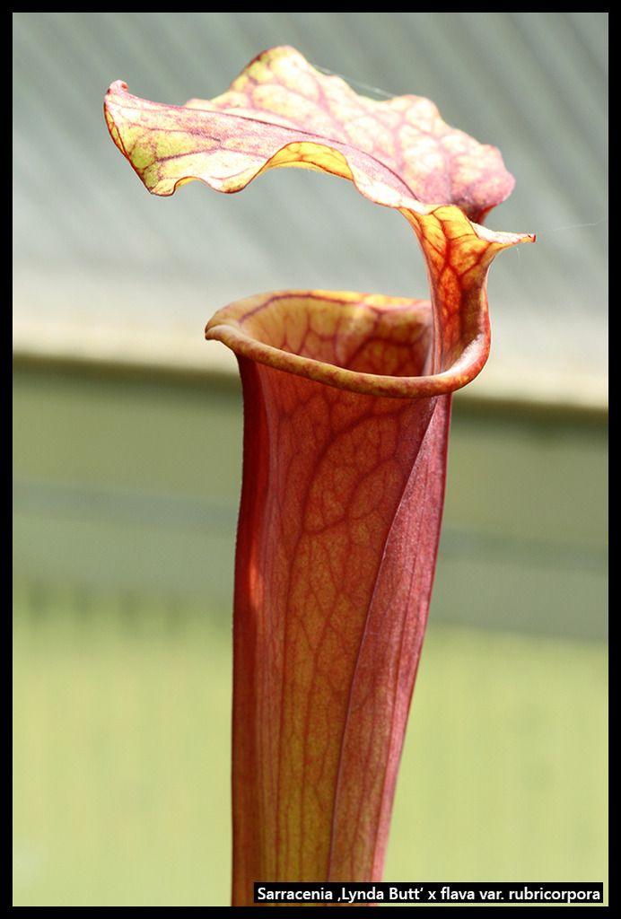 S_LyndaButt_flava_rubricorpora_zpsuaftb8