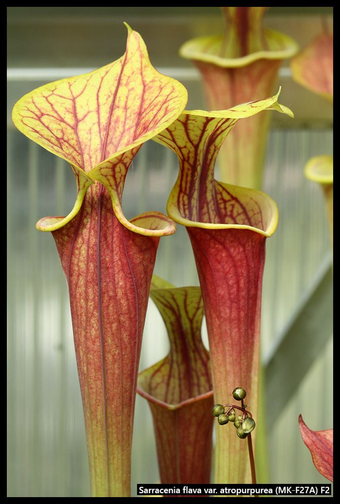 S_flava_atropurpurea_MKF27A_I_zpsdxcn1pk