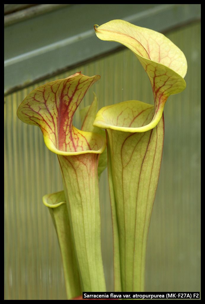 S_flava_atropurpurea_MKF27A_zpsogehfdqb.