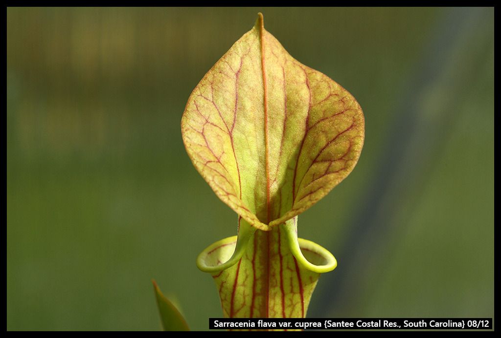 S_flava_cuprea_SanteeCoastalRes_zps2bgdt