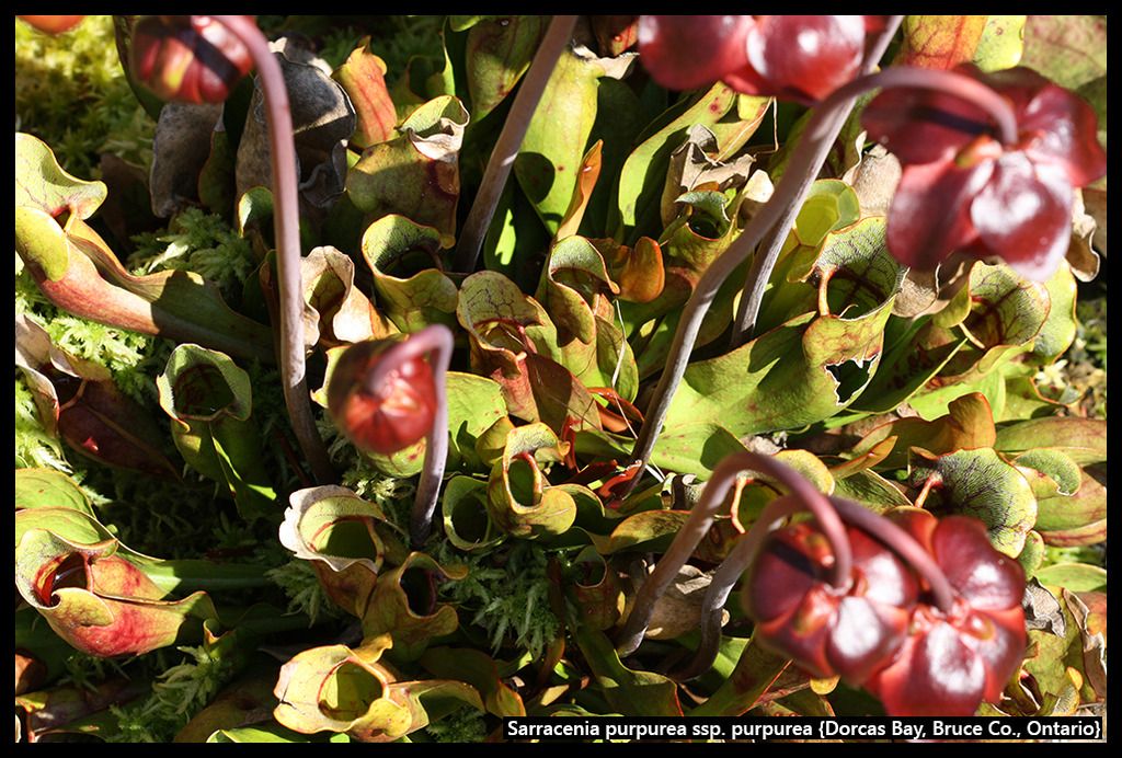 S_purpurea_purpurea_DorcasBay_I_zpsj1bbz