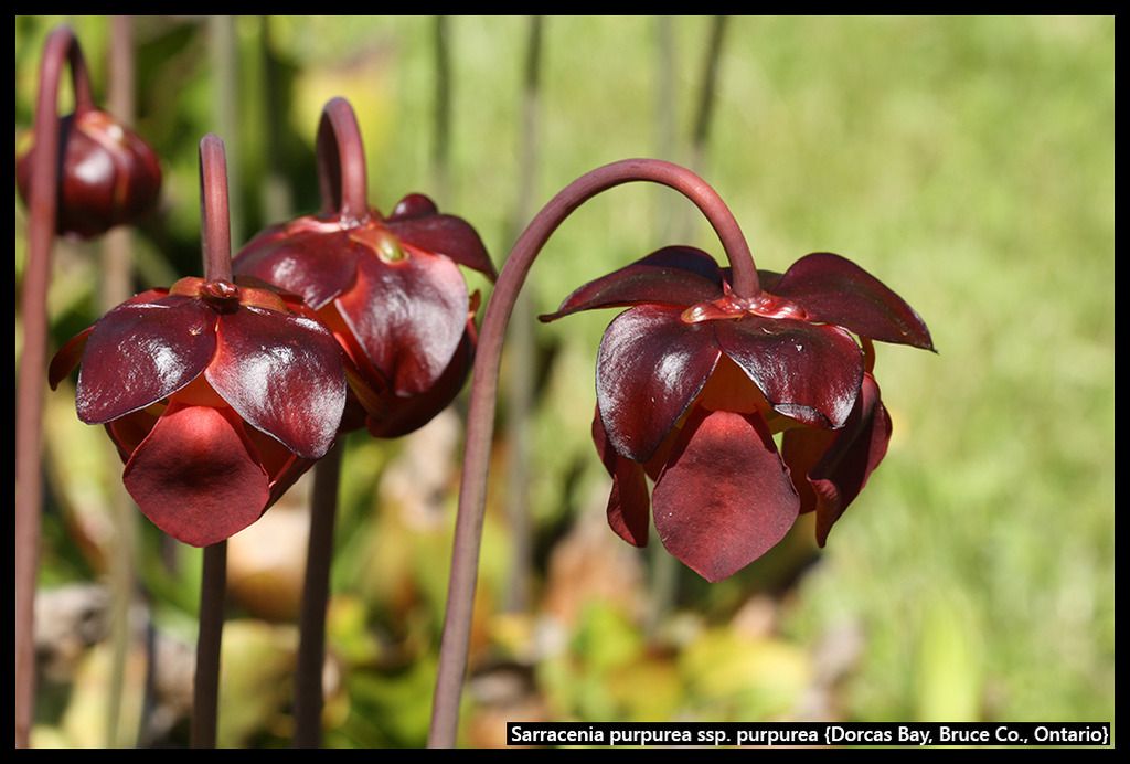 S_purpurea_purpurea_DorcasBay_zpsbljddhx