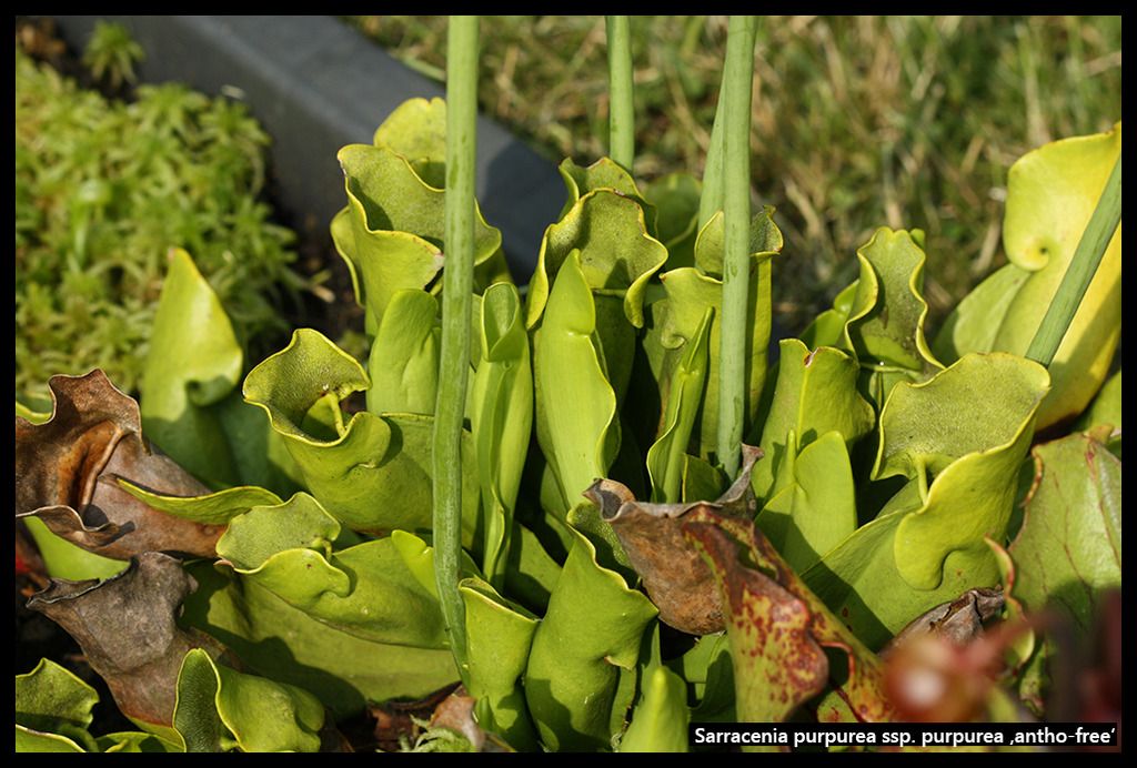 S_purpurea_purpurea_anthofree_I_zpssal0c