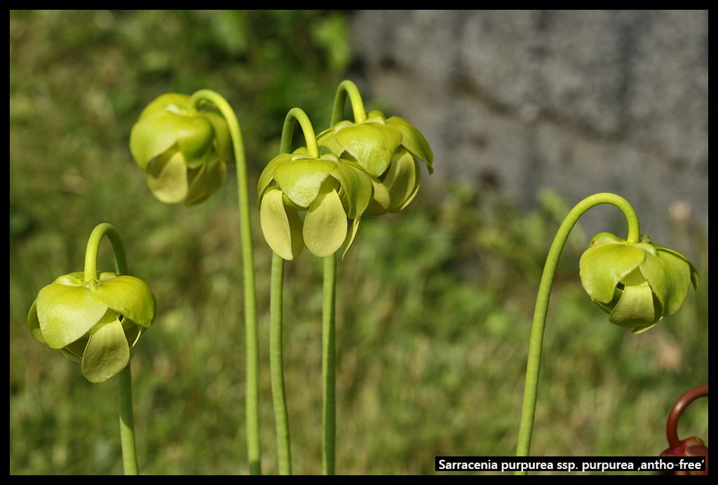 S_purpurea_purpurea_anthofree_zpsg94dgwp