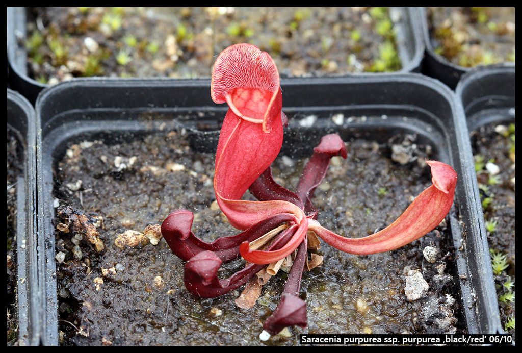 S_purpurea_purpurea_blackred_zpsb2rhrjar