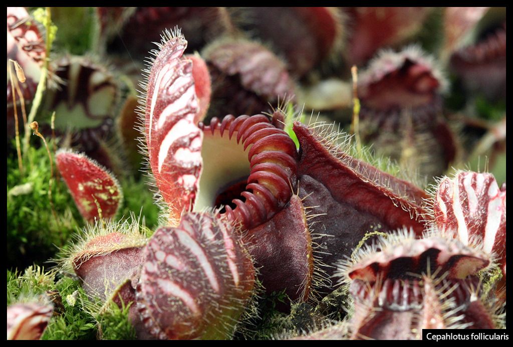 Cephalotus_II_zps6ninmtmi.jpg