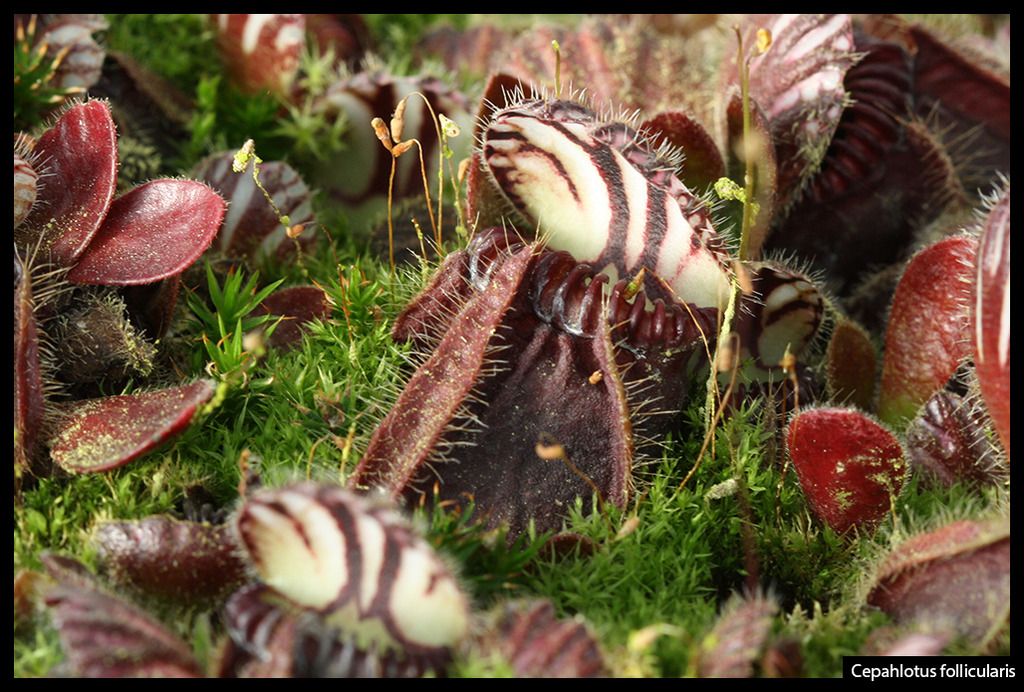 Cephalotus_I_zps1c6jhu88.jpg