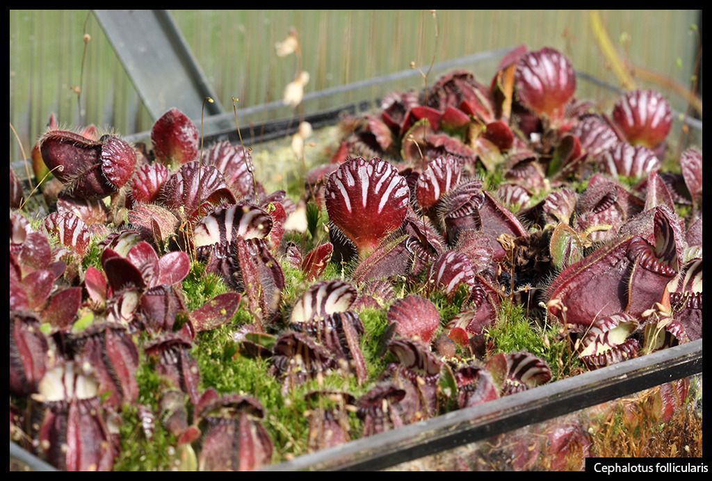 Cephalotus_zpsk8mhgx13.jpg