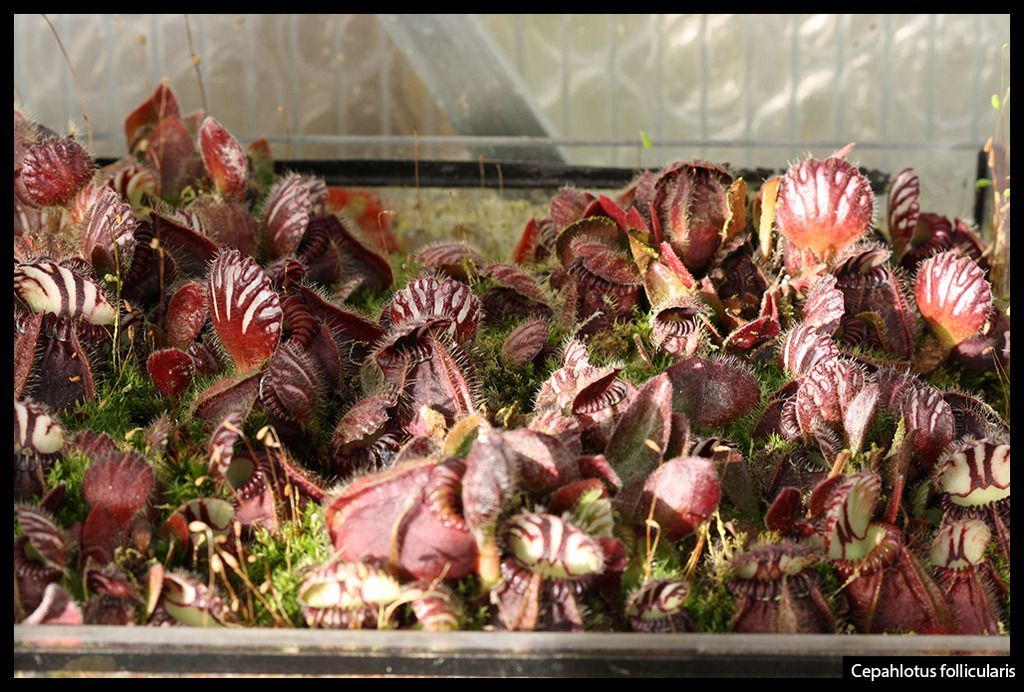 Cephalotus_zpsvxuhpgmb.jpg