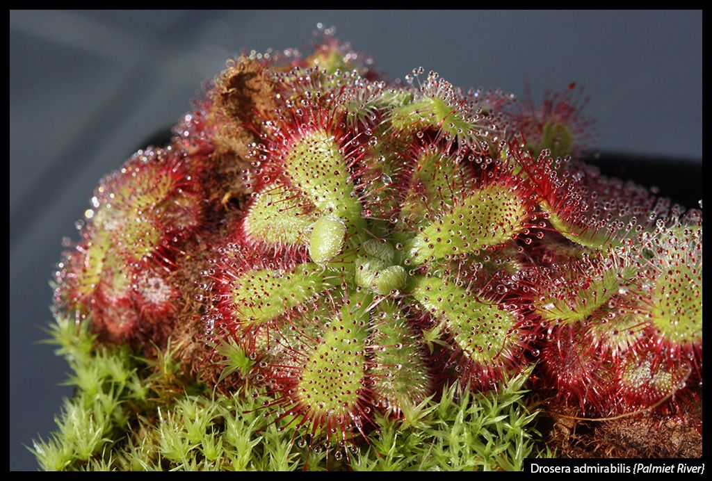 D_admirabilis_PalmietRiver_I_zpsytbsbull