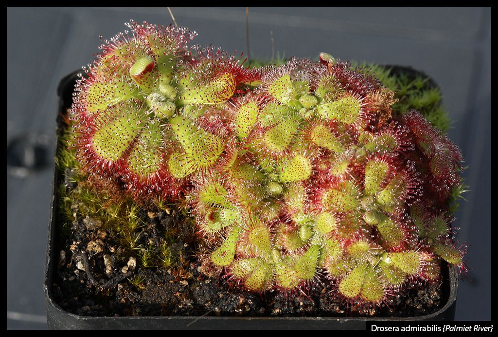 D_admirabilis_PalmietRiver_zps8zahkty8.j