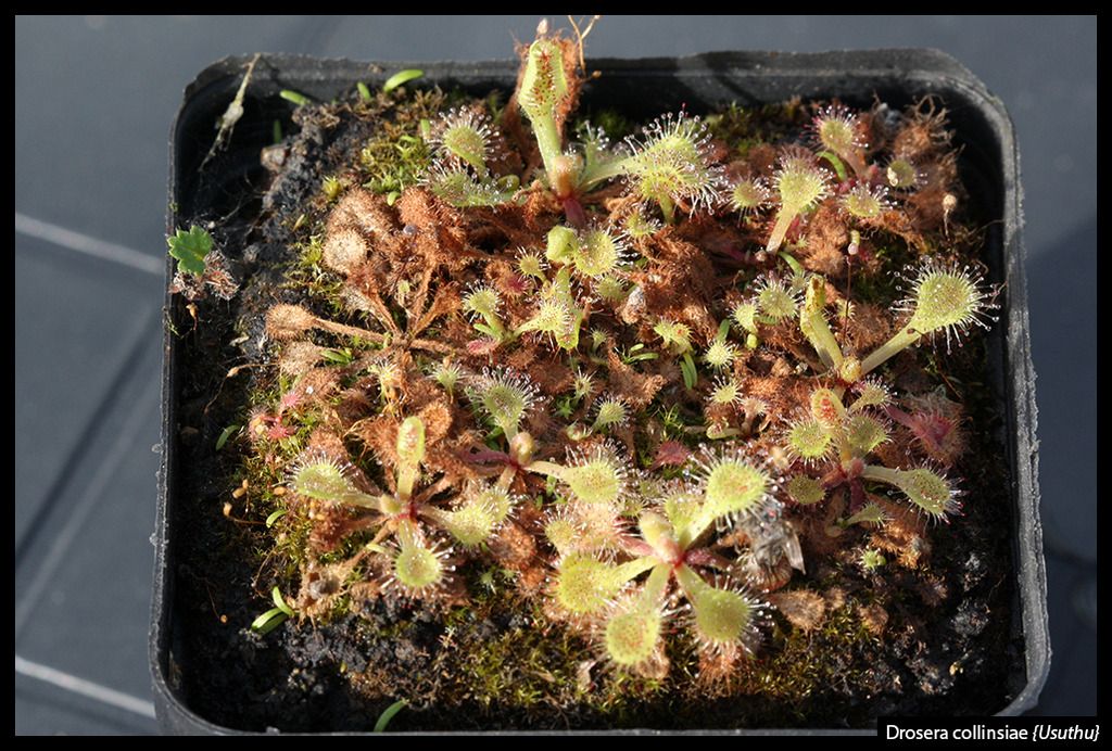 D_collinsiae_Usuthu_zpskqga010w.jpg
