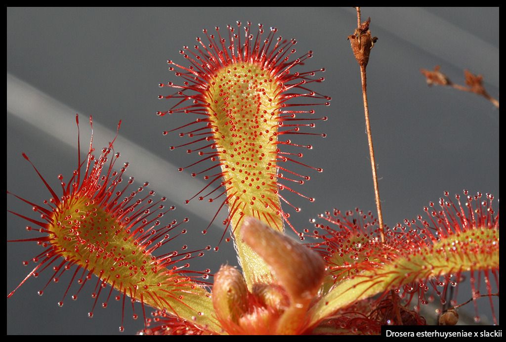 D_esterhuyseniae_slackii_II_zpstwaaedyl.