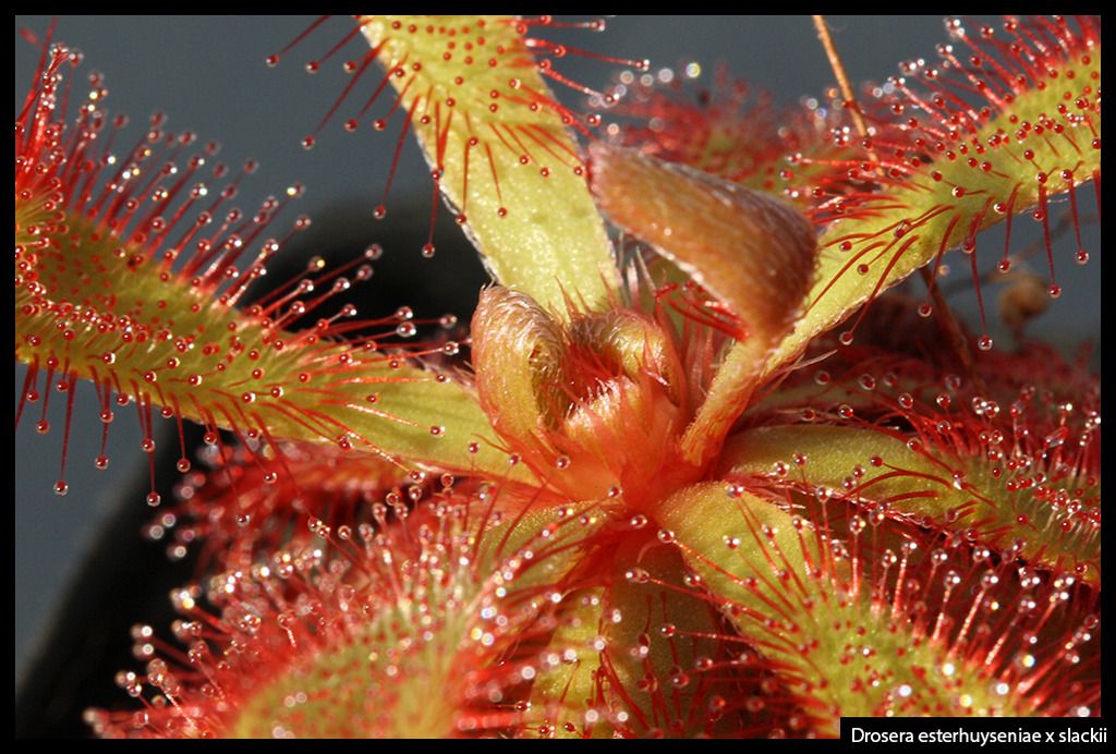 D_esterhuyseniae_slackii_I_zpsuadeohfr.j