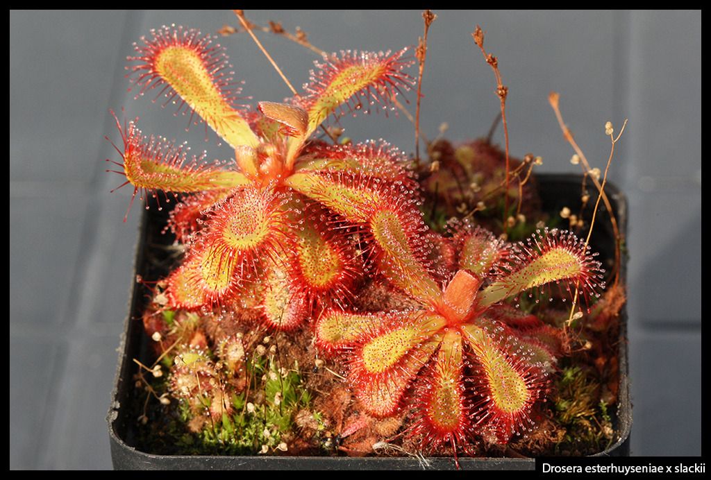 D_esterhuyseniae_slackii_zpsrdjuerjs.jpg