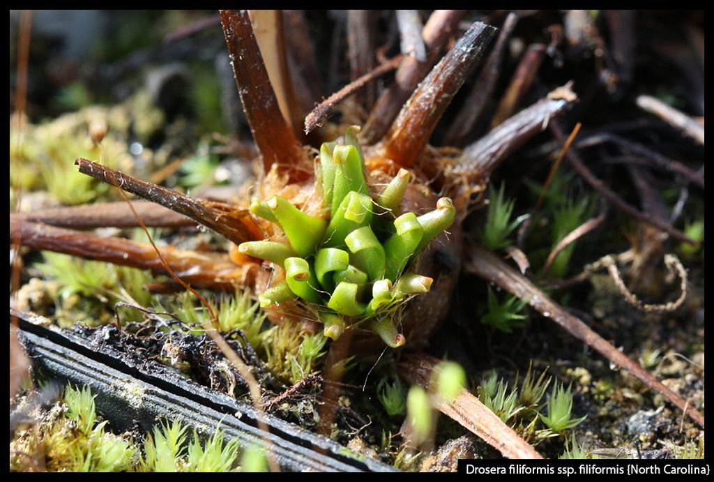 D_filiformis_filiformis_NC_zpsgecv5rkf.j