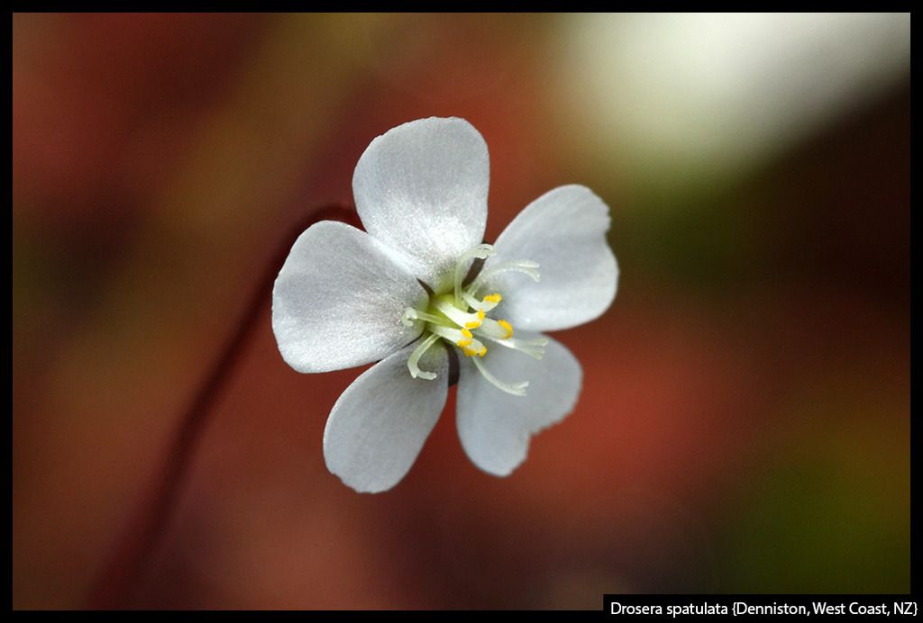 D_spatulata_Denniston_zpsewculu3b.jpg