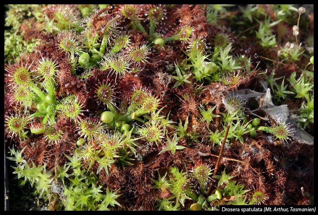 D_spatulata_MtArthur_II_zps0cmadxhk.jpg