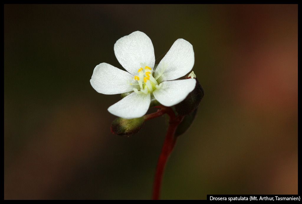 D_spatulata_MtArthur_zps4byliqte.jpg