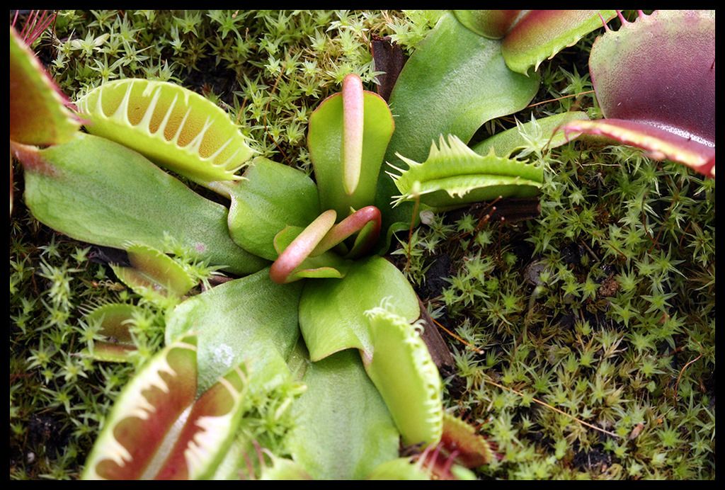 Dionaea_Austrieb_zpsceuixb6o.jpg
