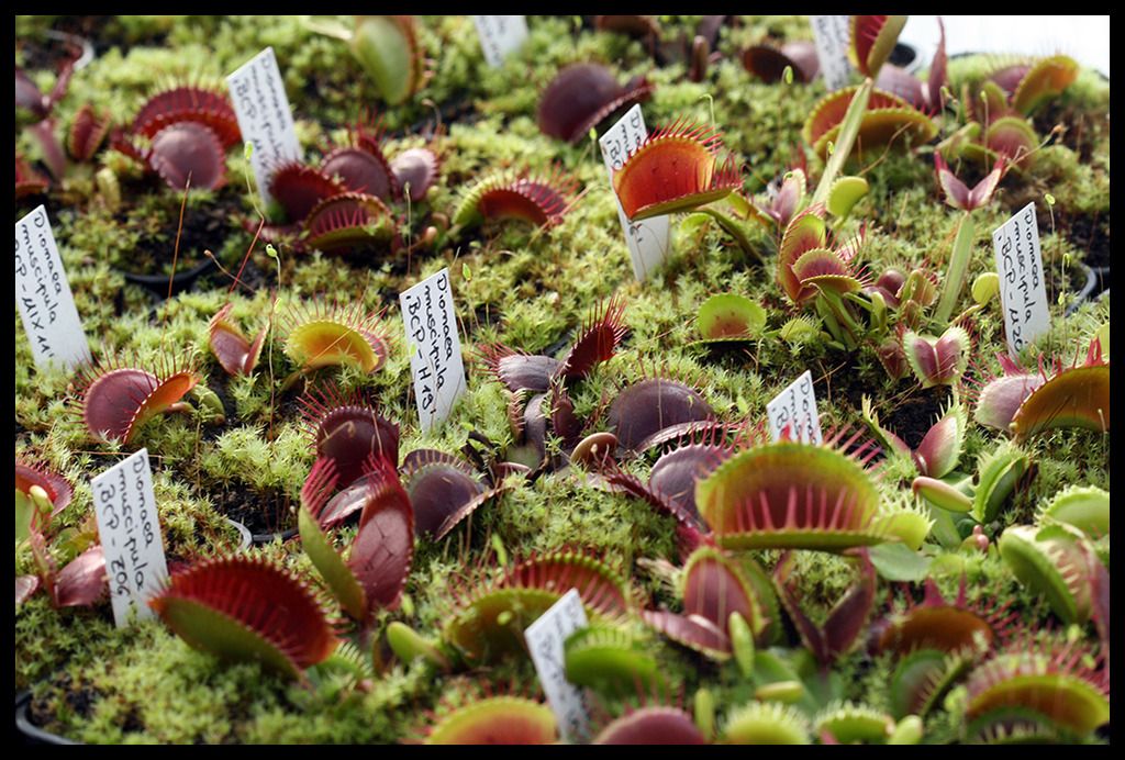 Dionaea_Uumlbersicht_zpssjwub8uk.jpg