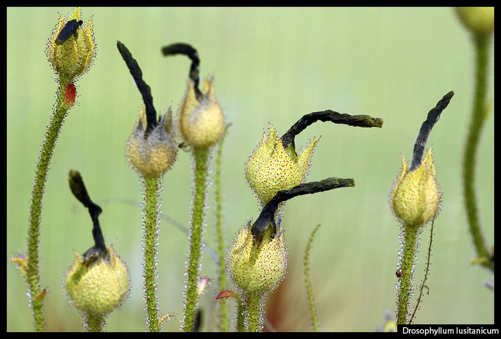 Drosophyllum_zpszpahaf9l.jpg