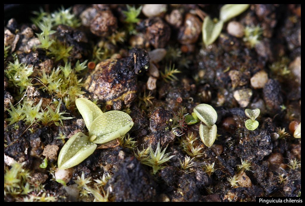 P_chilensis_III_zpsats7zzda.jpg