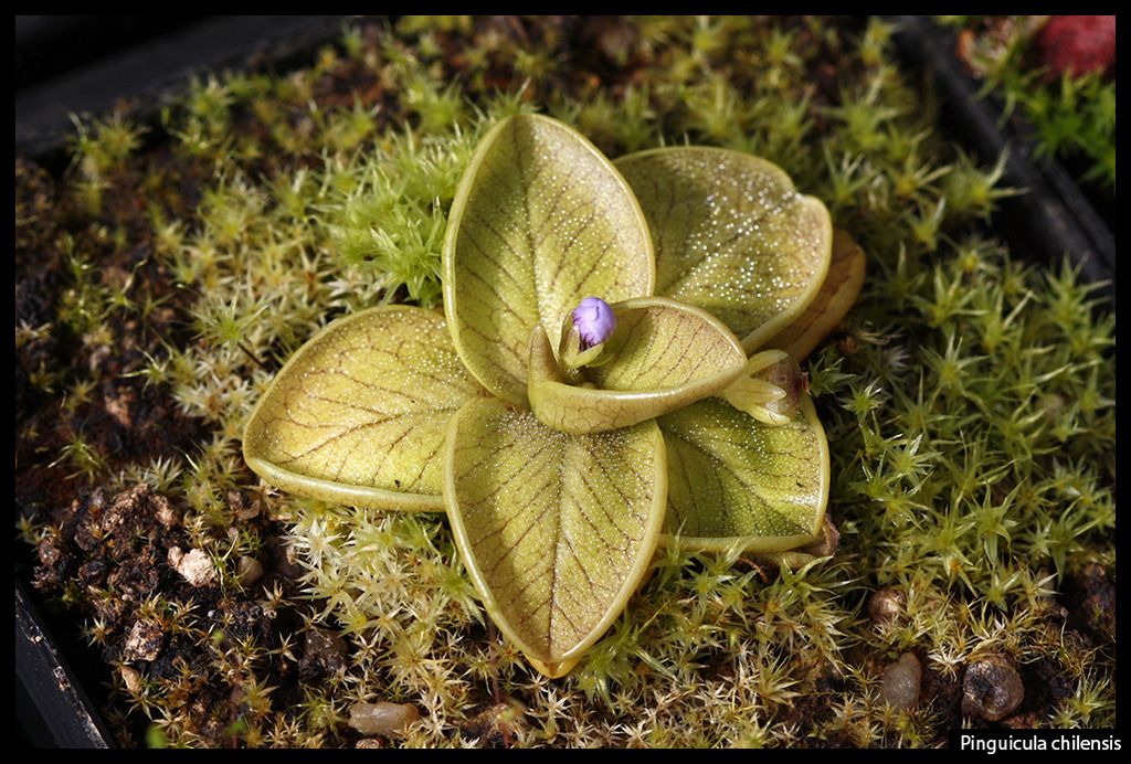 P_chilensis_II_zpsij3mo5zn.jpg