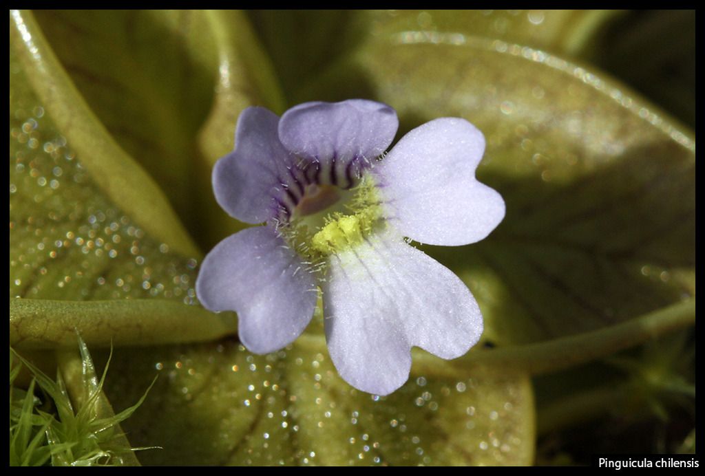 P_chilensis_I_zps0vdi3eac.jpg