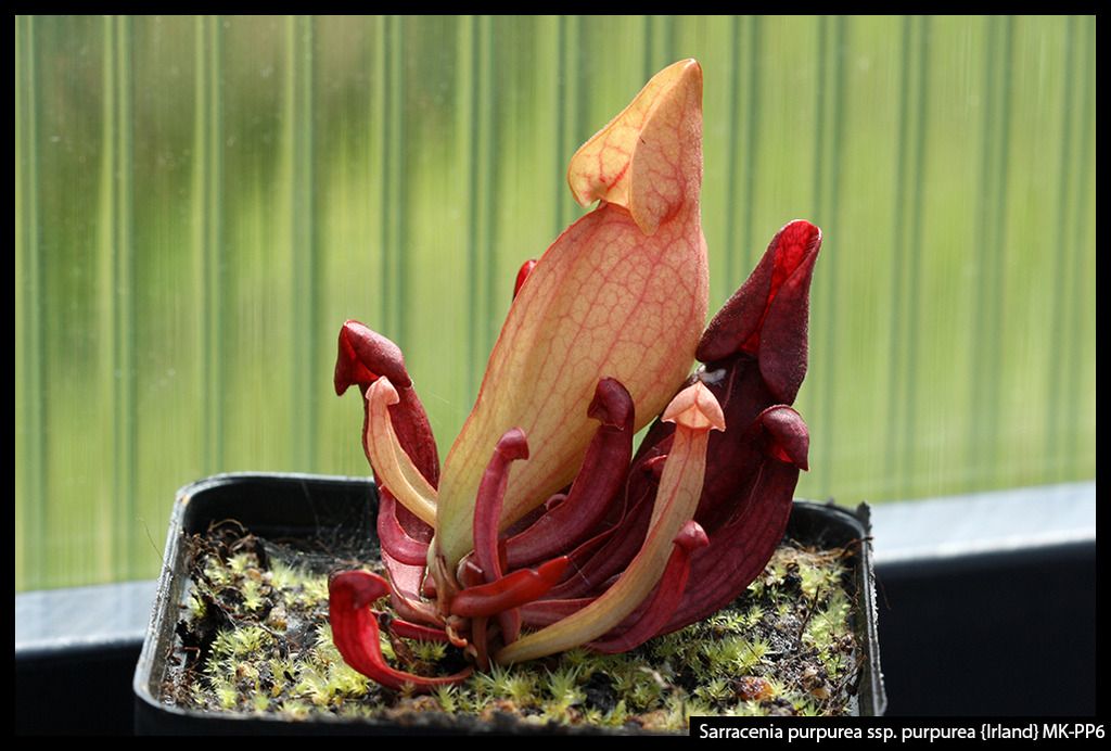 S_purpurea_purpurea_Irland_zpsbrun7g34.j