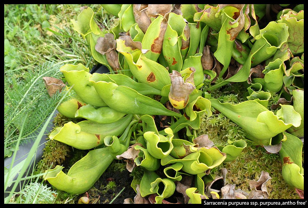 S_purpurea_purpurea_anthofree_zpsomhgxup