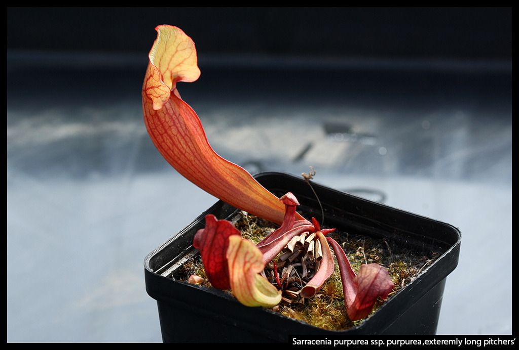 S_purpurea_purpurea_extremlylong_zpssavt