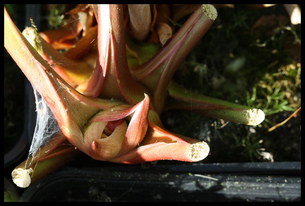 Sarracenia_Bluumltenansatz_zpsocbzv4uc.j