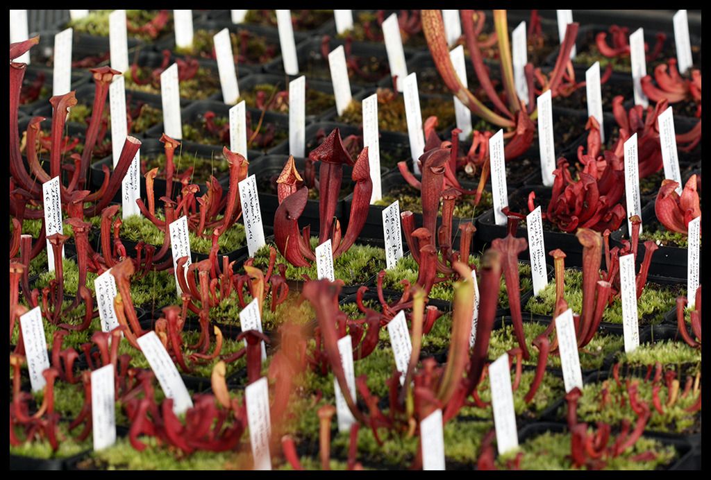Sarracenia_Saumlmlinge_zpsjhndxshr.jpg