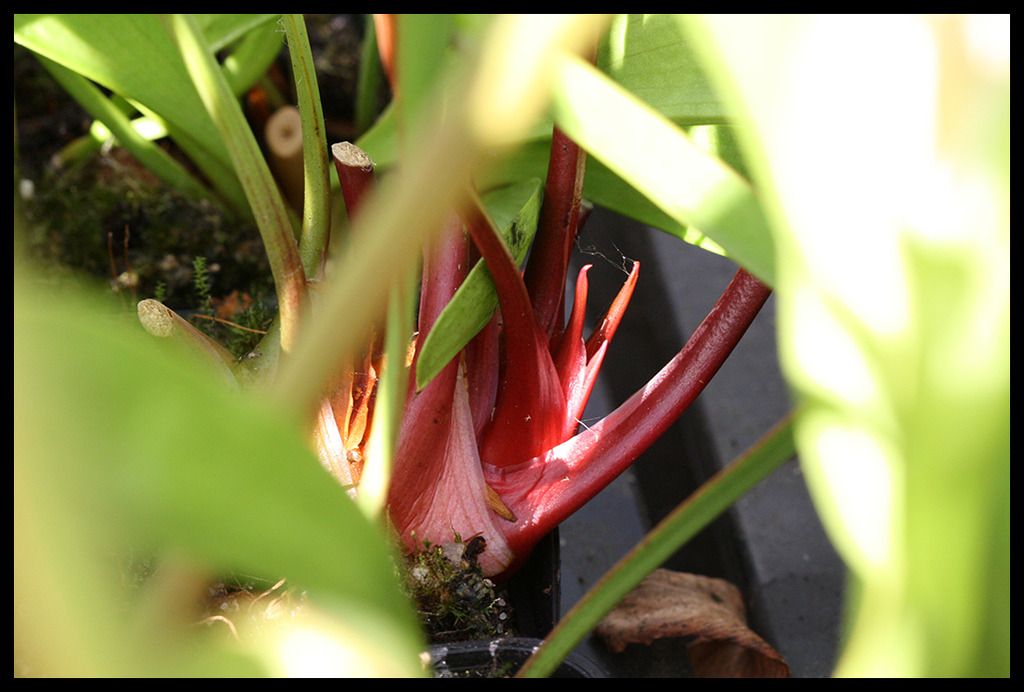 Sarracenia_Schlauchansatz_zpspi2pq87h.jp