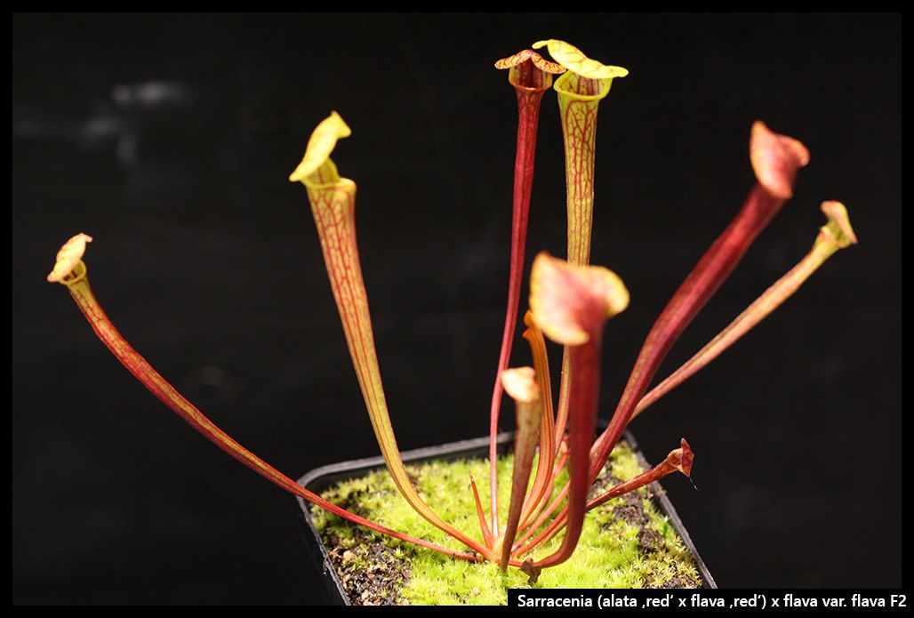 S_alata_red_flava_red_flava_flava_zpssm3