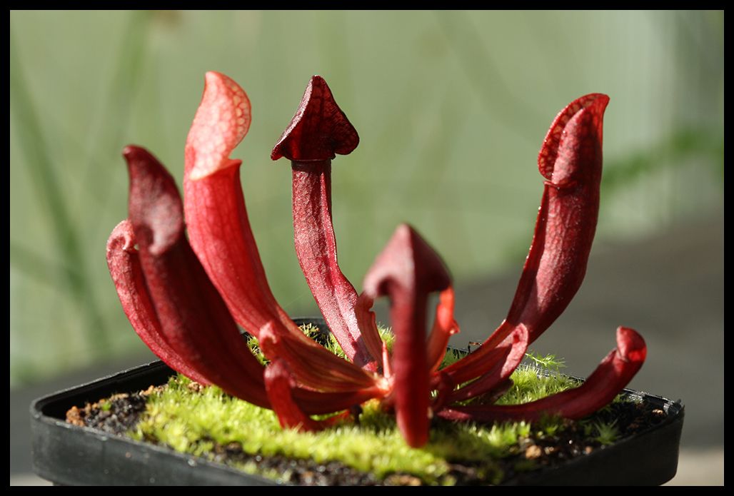 S_moorei_oreophila_F2_III_zpsu4frq6nz.jp