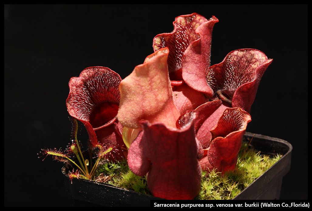 S_purpurea_venosa_burkii_WaltonCo_IV_zps