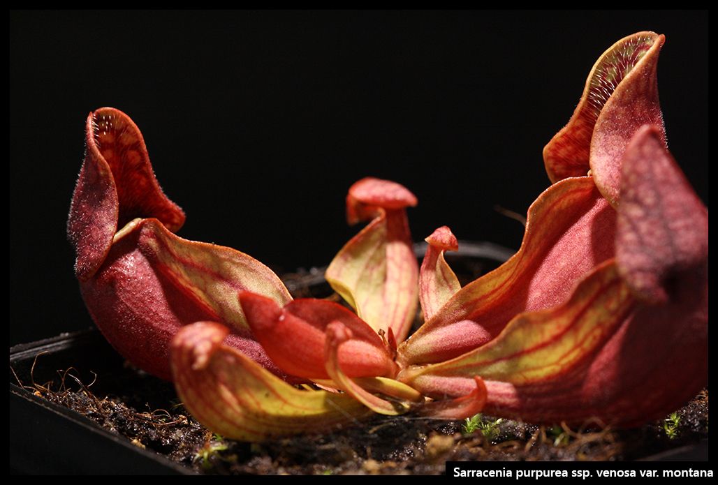 S_purpurea_venosa_montana_III_zpsag0bafj