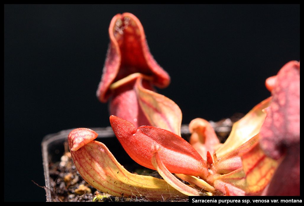 S_purpurea_venosa_montana_II_zpswjbcavu4