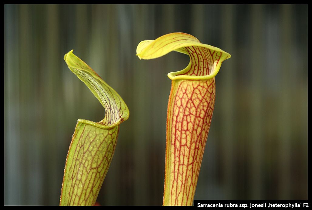 S_rubra_jonesii_heterophylla_F2_zps3d26u