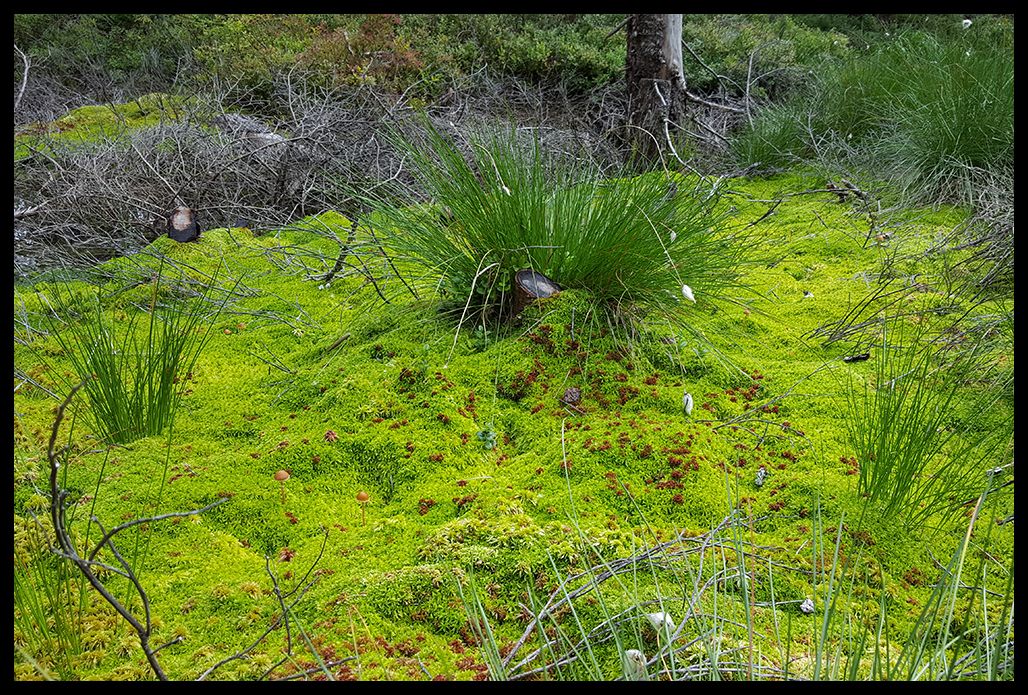 Hirschbaumldermoor_VIII_zpshcqpedl7.jpg