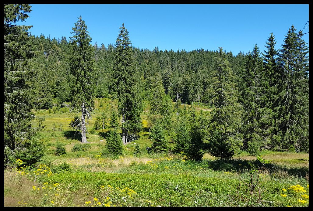 Scheibenlechtenmoos_XVIII_zps1kz5m0xp.jp