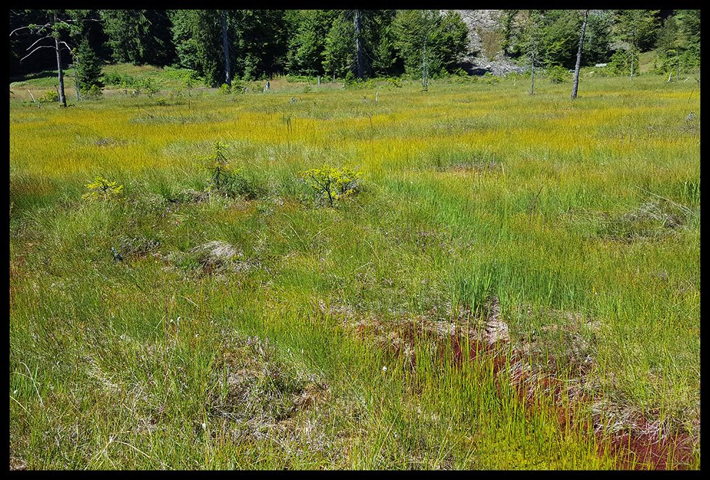 Scheibenlechtenmoos_XXIII_zpsdy5zw2vy.jp