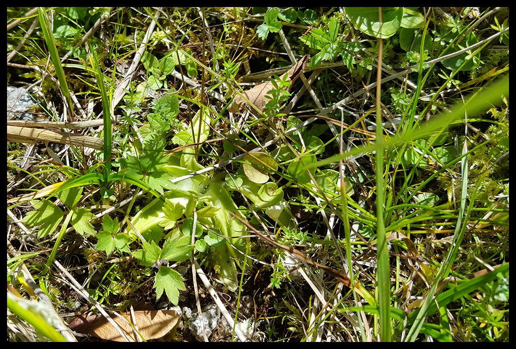 Scheibenlechtenmoos_XXVIII_zpspf8vid0u.j