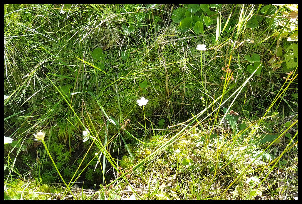 Scheibenlechtenmoos_XXVII_zpspzzwer5r.jp