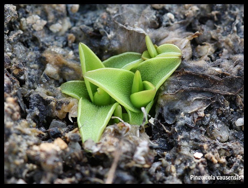 P_causensis_zpsr7biaxya.jpg