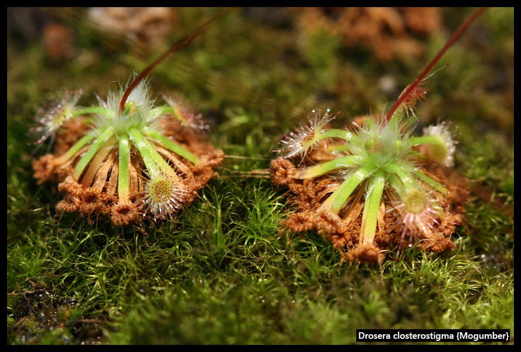 D_closterostigma_Mogumber_I_zpsswr7dnd4.